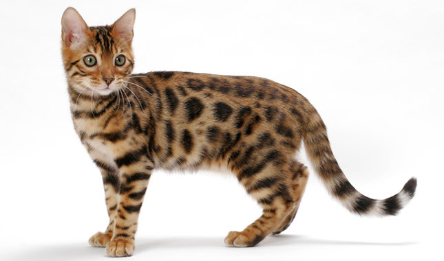 bengal-cat