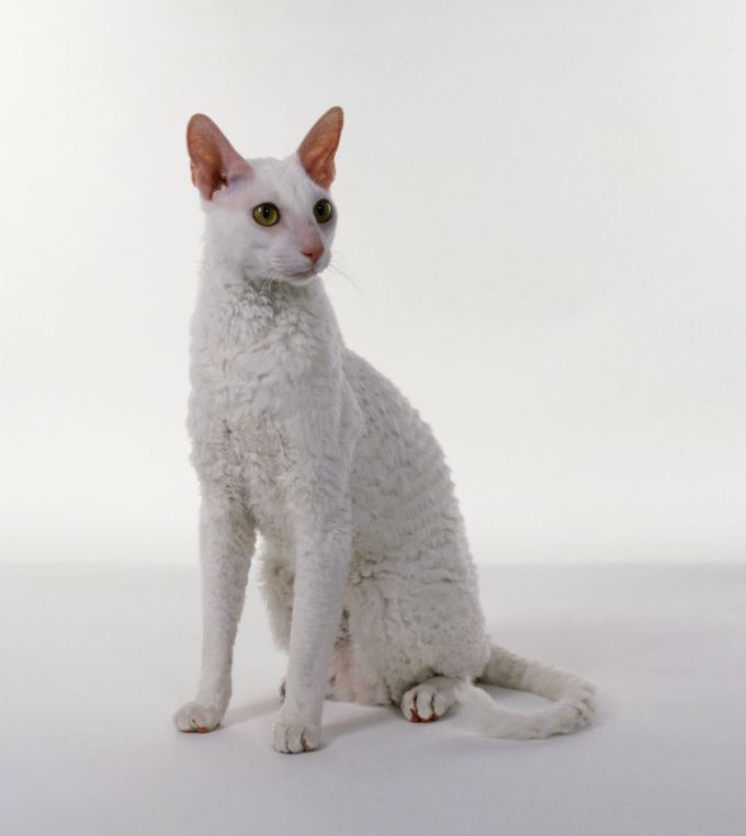 cornish-rex-cat