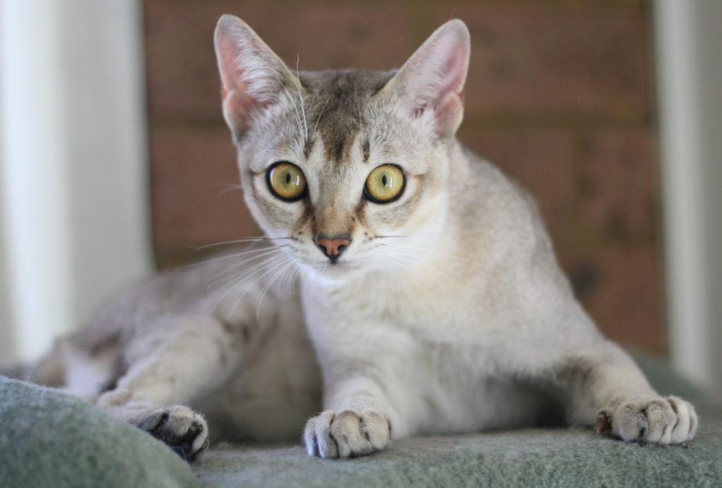 singapura-cat