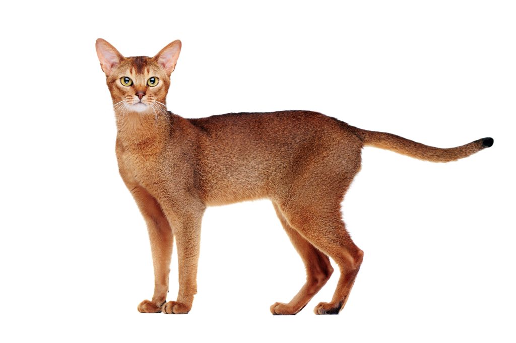 abyssinian-cat