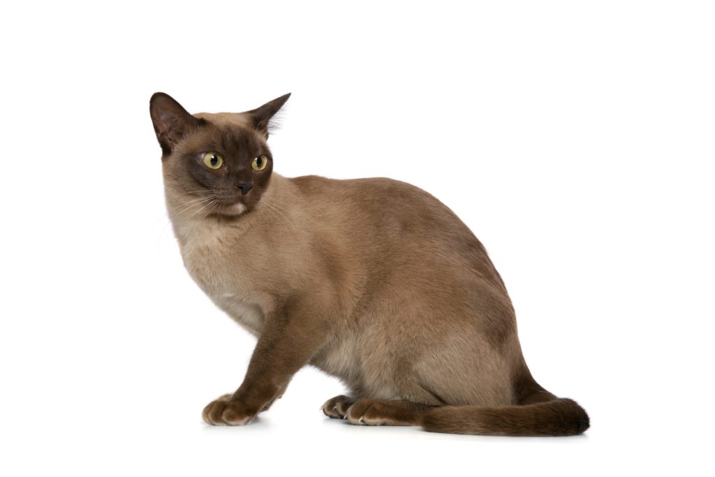 burmese-cat