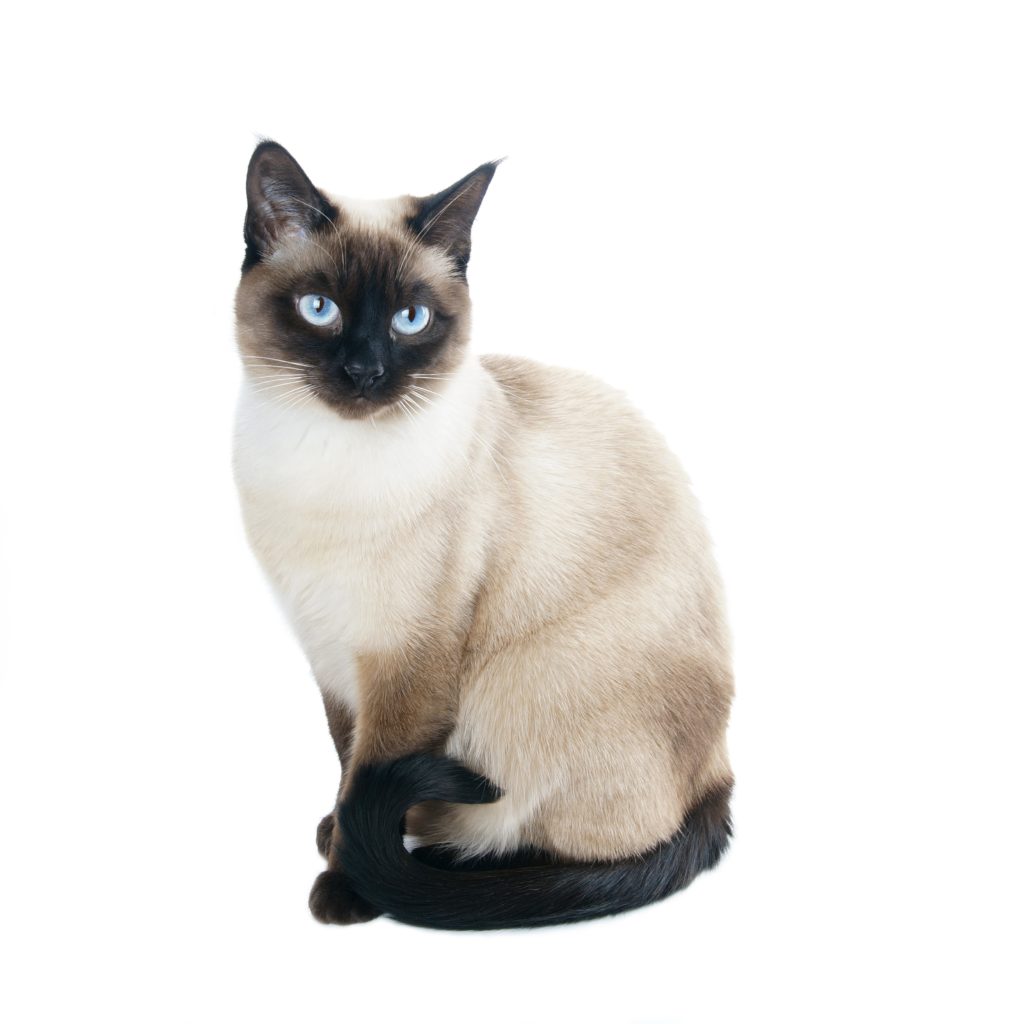 siamese-cat