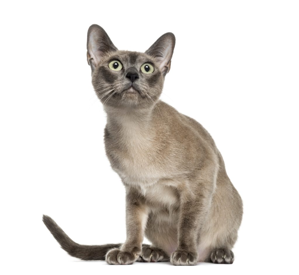 tonkinese-cat