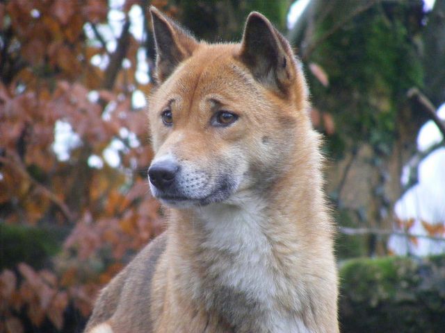 New Guinea Singing Dog