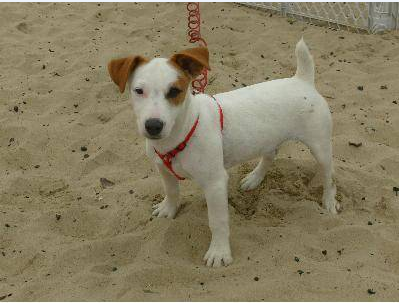 Ratshi Terrier