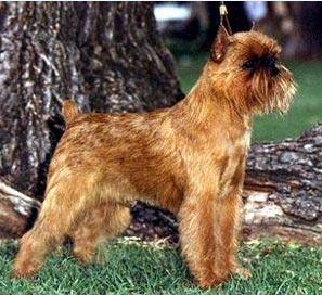 Rattle Griffon