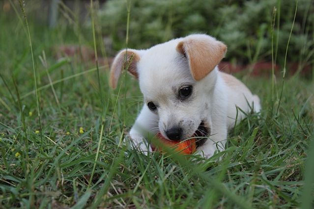 Jack Chi
