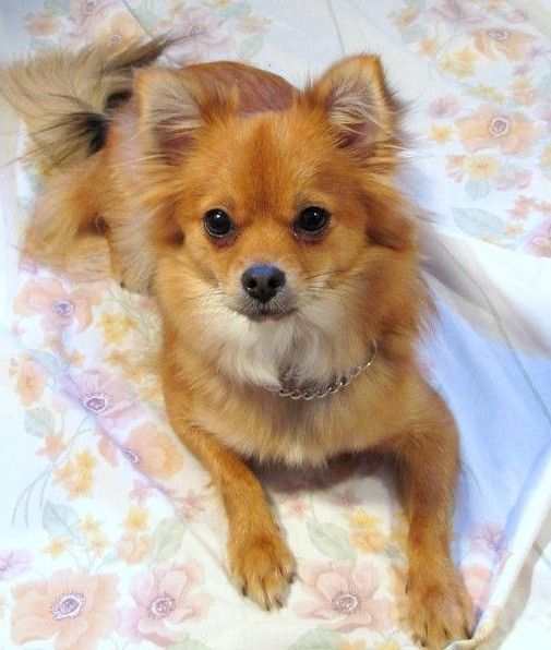 Pomchi