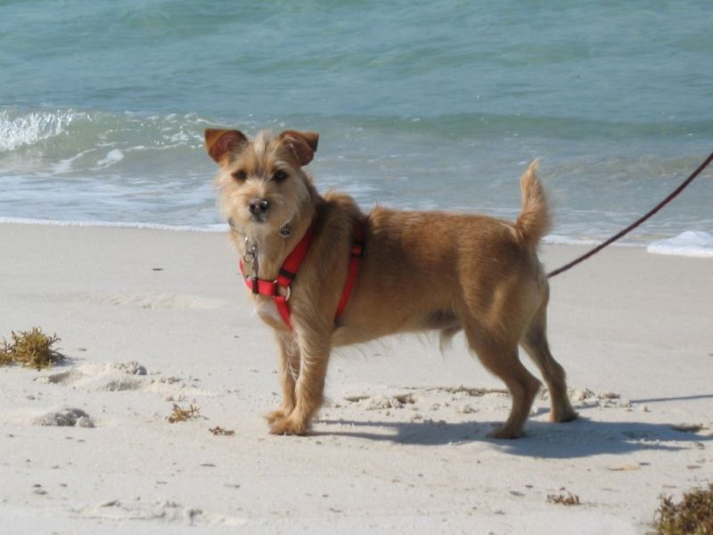 Rustralian Terrier