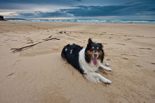 Scottish Collie