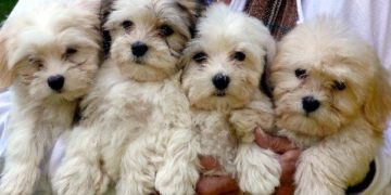25 Longest Living Dogs