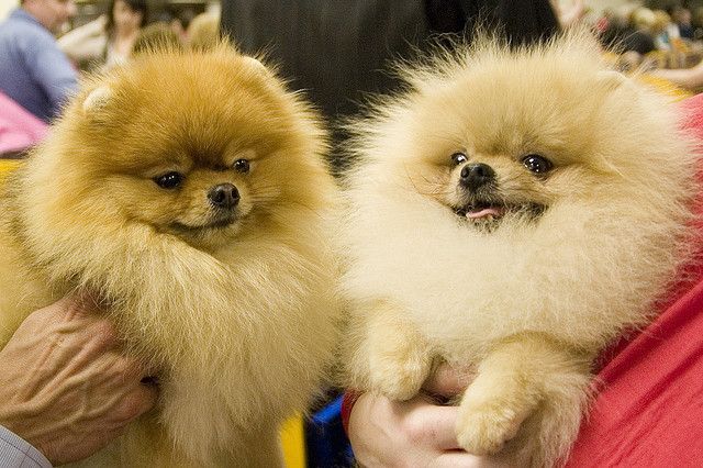 Pomeranian