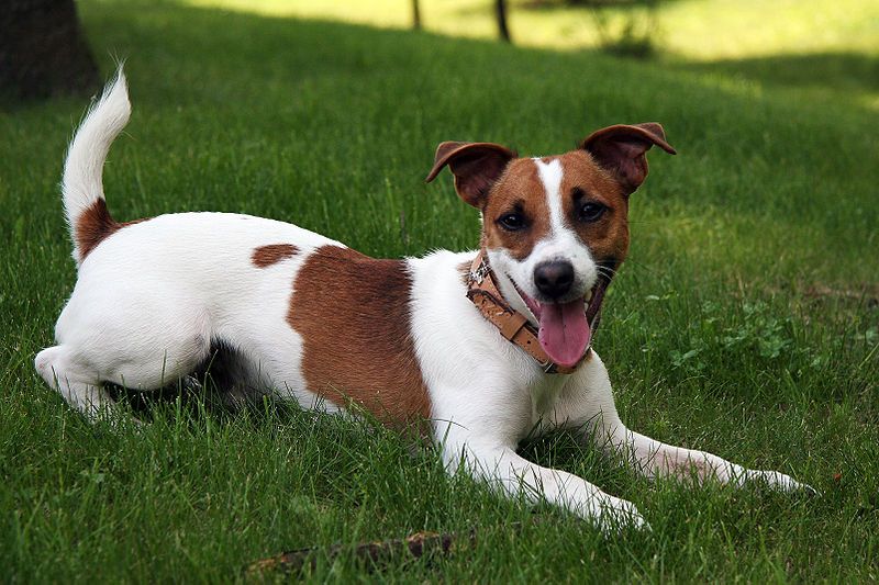 Jack Russel Terrier