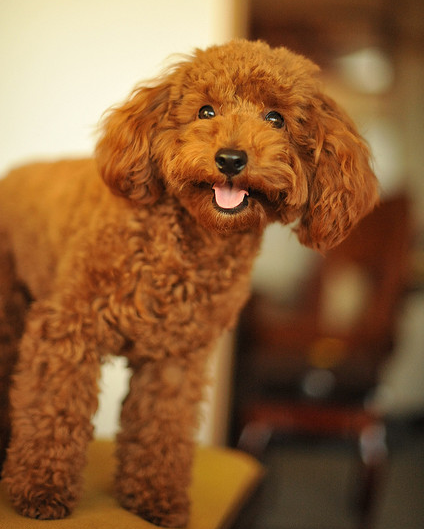 Toy Poodle