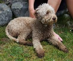 Lagotto Romagnolo