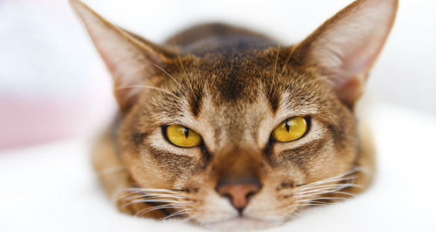 The Abyssinian cat