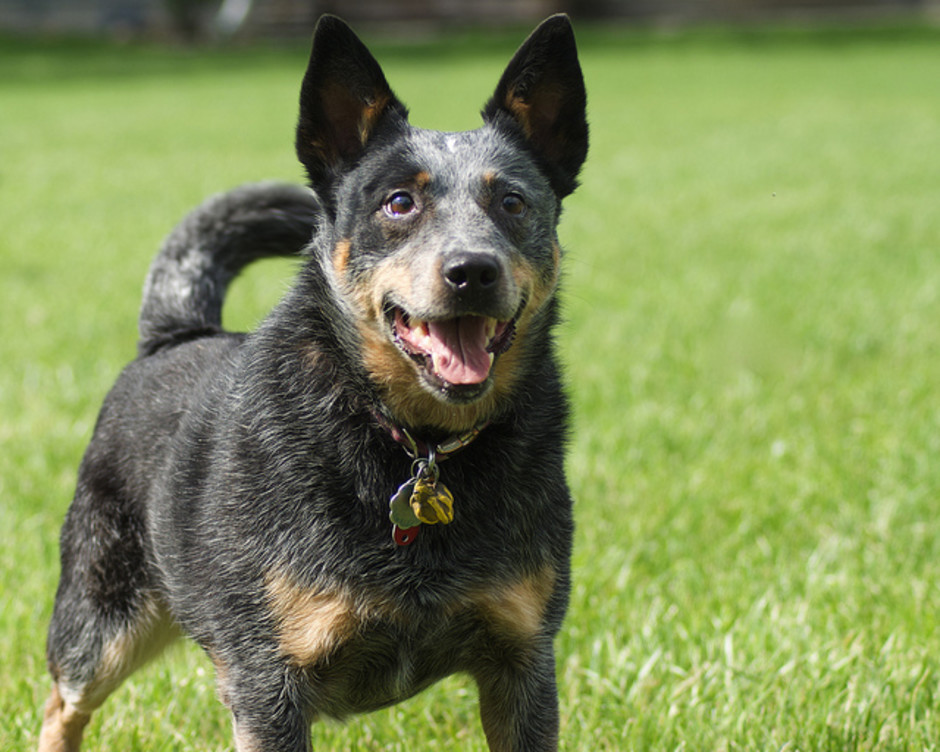 Australian cattle dog