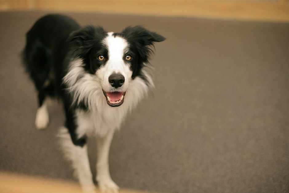 Border collie