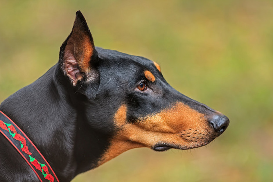 Doberman pinscher