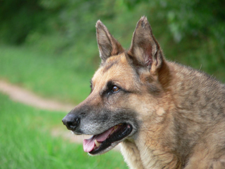 German Shepherd 