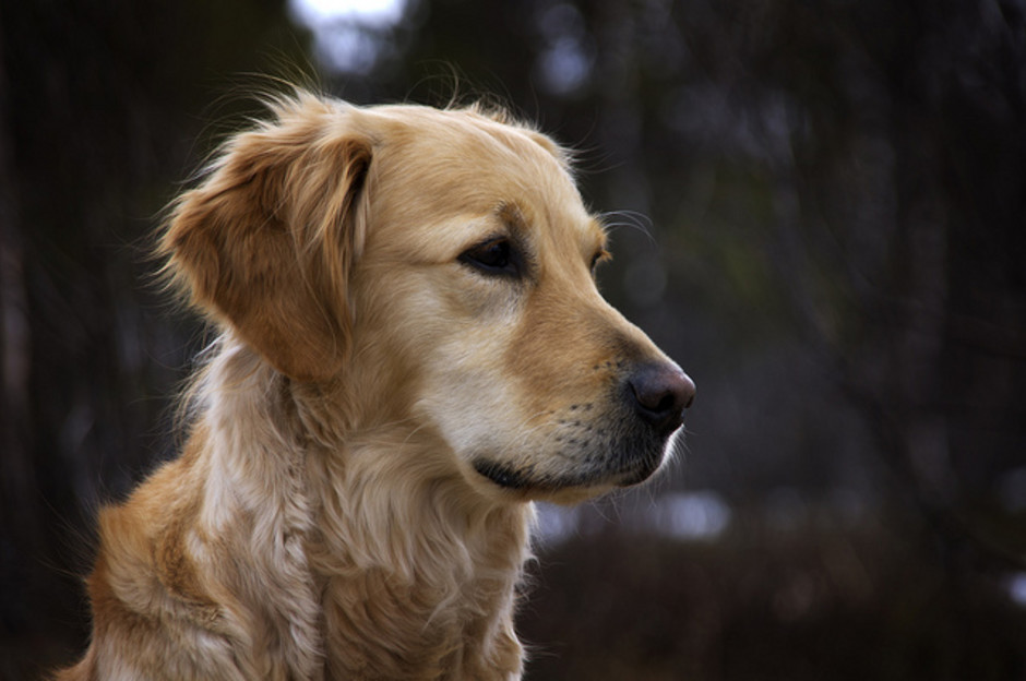 Golden retriever