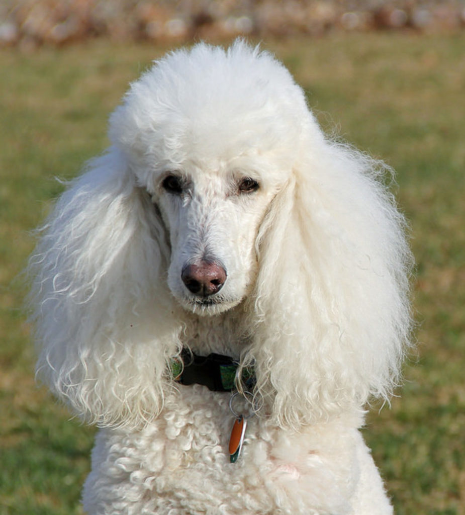 Poodle