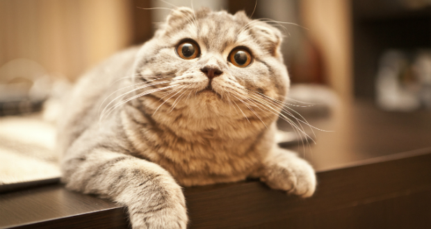 Scottish Fold