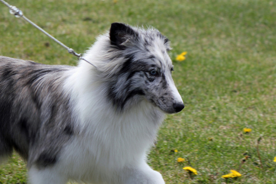 Shetland sheepdog