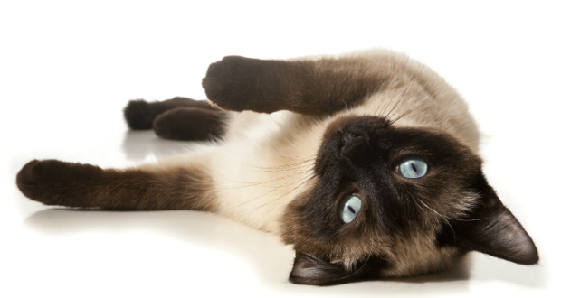 Siamese cat