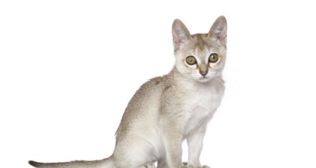 Singapura cat