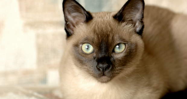 The Tonkinese