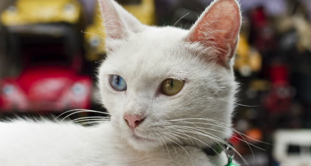 Turkish Van