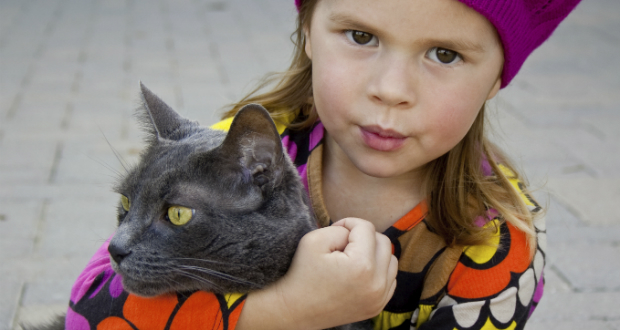 European Burmese